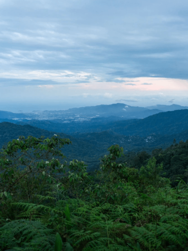 Los Pinos