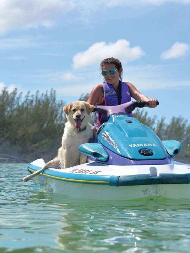 dogs beach
