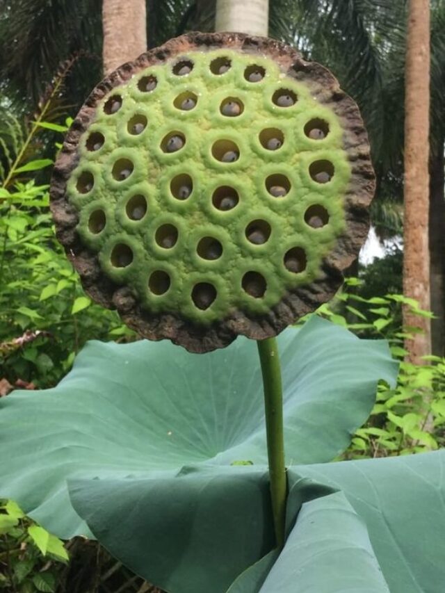 South beach botanical